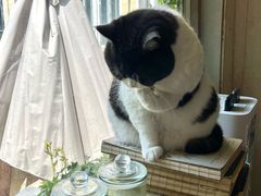 -海边的猫和咖啡馆