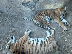 -大连森林动物园