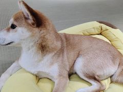 -逗柴咖啡屋·狗咖猫咖宠物桌游