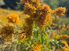 -松山湖梦幻百花洲