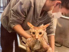 -PETKIT小佩宠物(古北店)