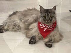 -老吴的猫·猫舍(新区店)