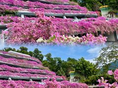 -深圳市中科院仙湖植物园