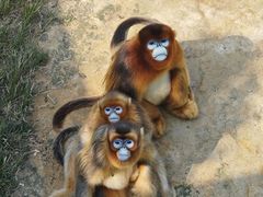 -西霞口神雕山野生动物世界