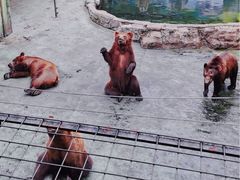 -深圳野生动物园