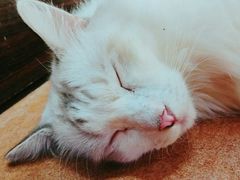 猫-李小姐の猫咖啡馆(五角场店)