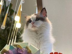 -喵喵咪呀布偶猫咖(春熙路店)