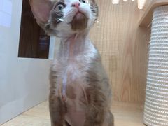 -山宅一喵德文卷毛猫舍