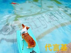 -汪说喵讲宠物乐园宠物酒店(红星美凯龙店)