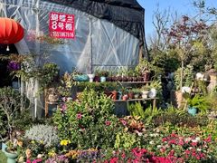 -龙大花卉苗木市场