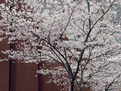 -中山公园