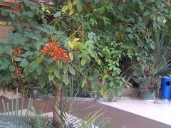 花-绿色时代大酒店