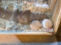 -奇幻萌宠部落(映月湖环宇城店)