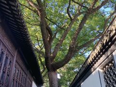 -上海醉白池公园