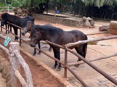 -海南热带野生动植物园