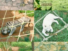 -西霞口神雕山野生动物世界