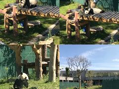 -沈阳森林动物园