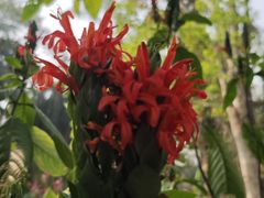 -中国科学院西双版纳热带植物园