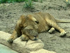 -北京野生动物园