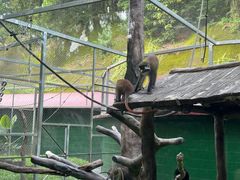 -深圳野生动物园