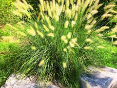 -国家植物园南园