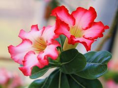 -北京植物园-展览温室