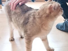 -猫腻·猫咖·撸猫馆(星光大道店)