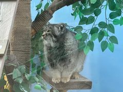 -青藏高原野生动物园