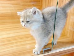 -猫十亿·布偶金渐层·曼基康矮脚猫舍(青年路店)