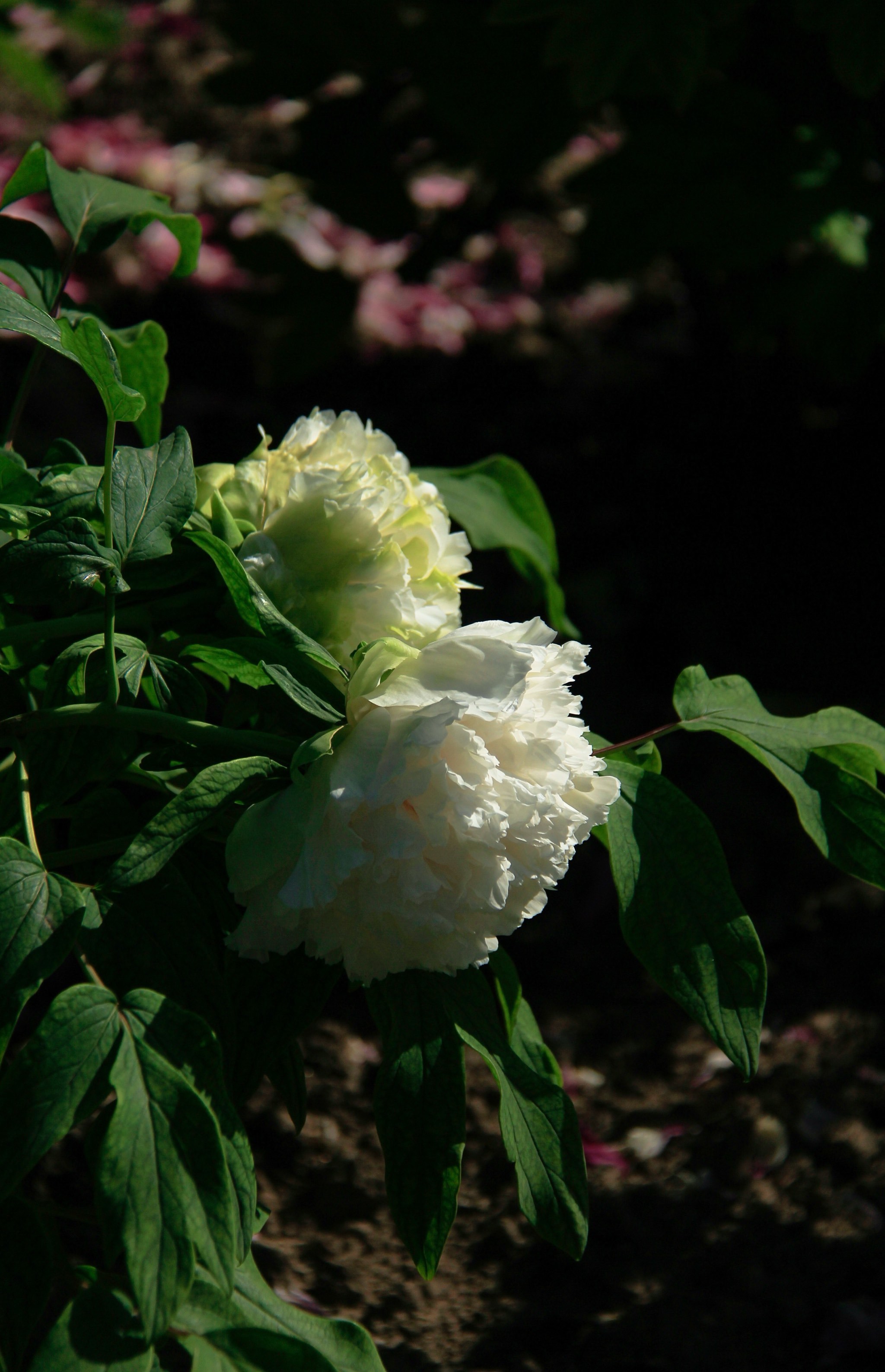 27景山绿幕隐玉牡丹盛开