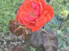 -人民公园(罗湖区)