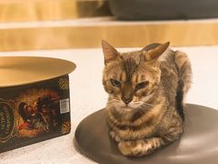 -飞行喵MR PILOT|猫舍·猫咖(静安大融城店)