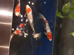 -洞庭家宴·头牌甲鱼(广渠门店)