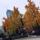 银杏大道