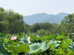 -长兴太湖图影湿地文化园