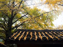-千年银杏谷文化旅游区