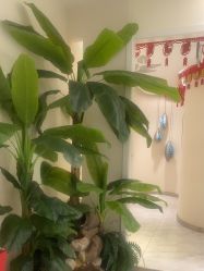 -健身堂科技美肌SPA