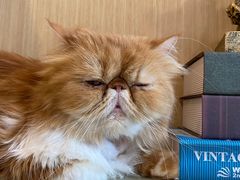 -飞行喵MR PILOT|猫舍·猫咖(静安大融城店)