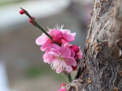-北京鹫峰国家森林公园