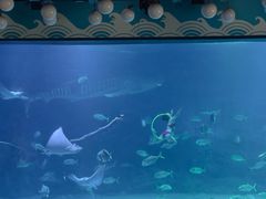 -烟台海昌鲸鲨海洋公园