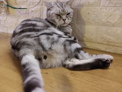 -平行世界·猫咖(首经贸店)
