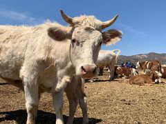-敕勒川草原文化旅游区
