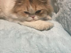 -猫大福·Fortune Cat猫舍(百子湾店)