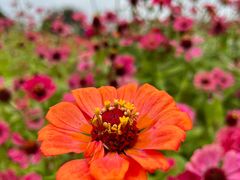 -花开海上生态园