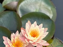 -中国科学院华南植物园