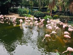 -九龙公园