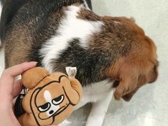 -小狗上班·狗咖·猫咖·小奶狗·摄影(南山店)