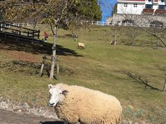 -神户市立六甲山牧场