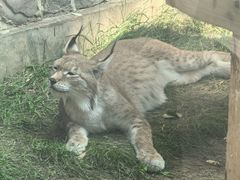 -青藏高原野生动物园