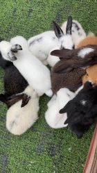 -萌宠亲子动物乐园(槐房万达店)